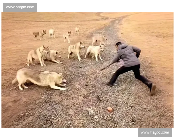 草原生死对决斑马与狼的速度智慧力量终极较量野性本能生存法则揭秘